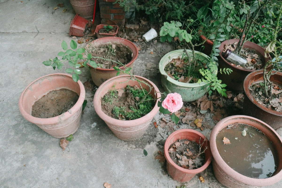 servicios de jardineria