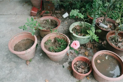 Servicios de jardinería